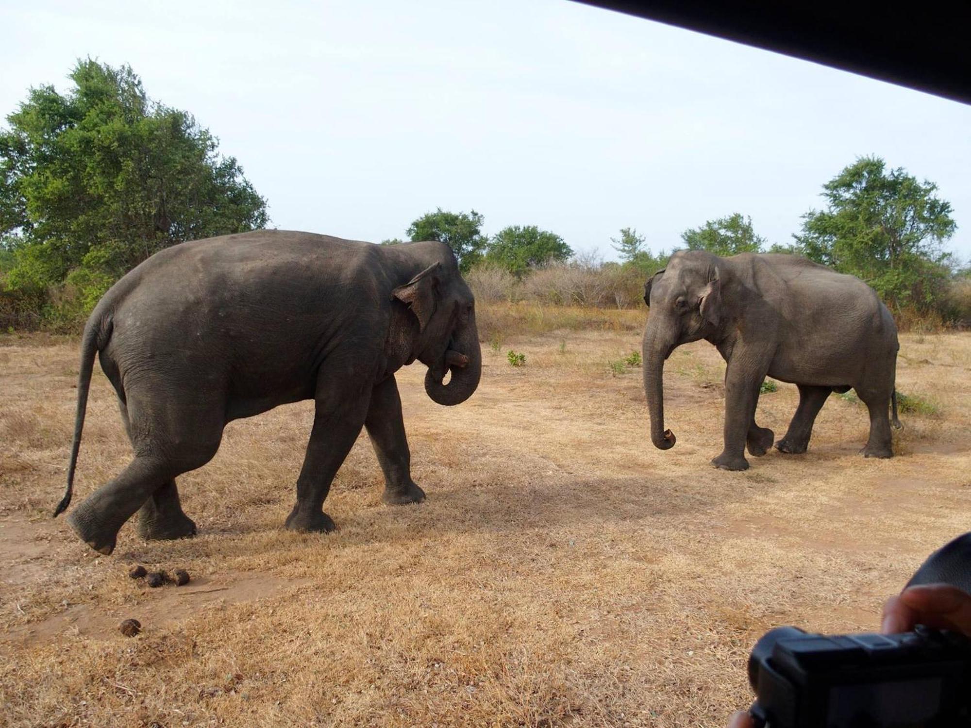 Paramount Safari Cottage Udawalawe Ngoại thất bức ảnh